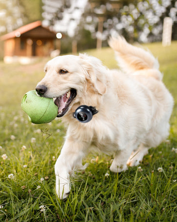 2-in-1 Smart Dog Collar