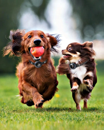 2-in-1 Smart Dog Collar